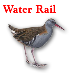 water rail